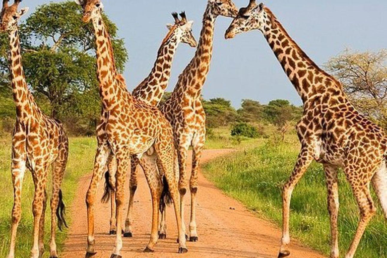 Visite d'une demi-journée du parc national de Nairobi et de la fabrique de perles Kazuri