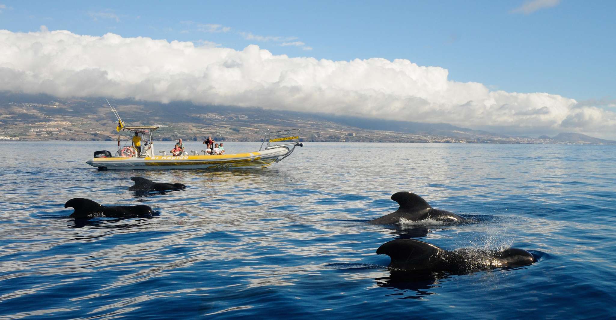 Los Gigantes, 2H Delphin & Walbeobachtungstour auf El Rapido - Hizvo