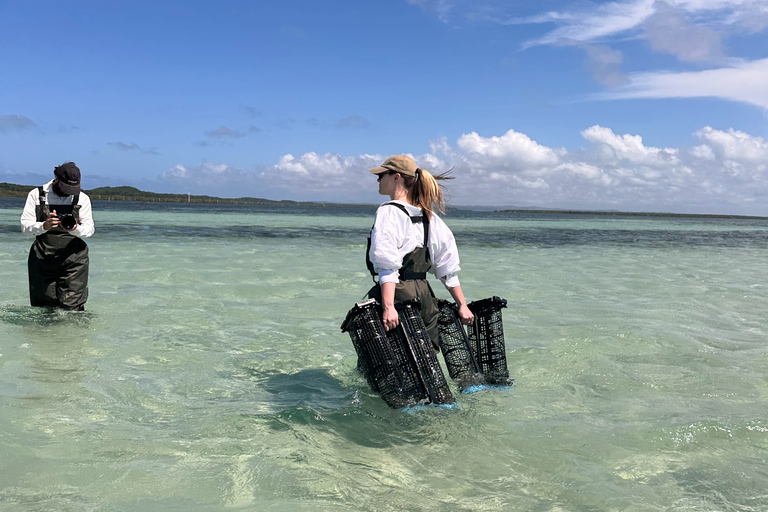 Moreton Bay: Oyster Farm Tour, Boat, Shucking & Tasting