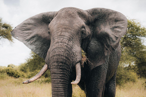 Serengeti: Fly-in Drive-out 4-tägige Safari mit 3 ÜbernachtungenSerengeti: 4 Tage und 3 Nächte Safari mit Flug und Ausfahrt
