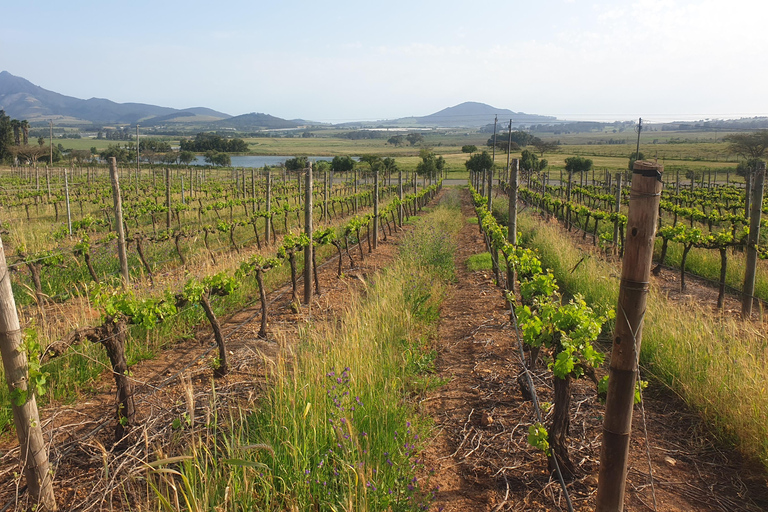 Cheetah, Giraffes Encounter, lion's park, and Wine Tasting