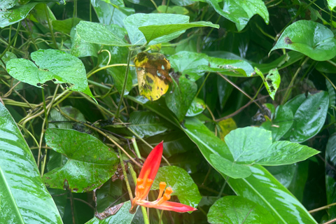 San Juan / Caroline: excursion dans la forêt nationale d'El Yunque avec randonnée