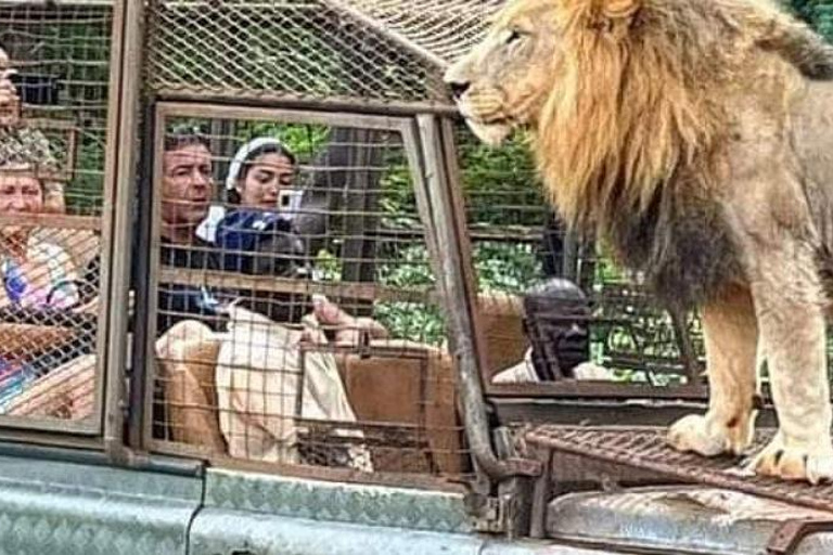 Safari z lwami i przejażdżka po rezerwacie BandiaSafari z lwami i przejażdżka łodzią w Bandii