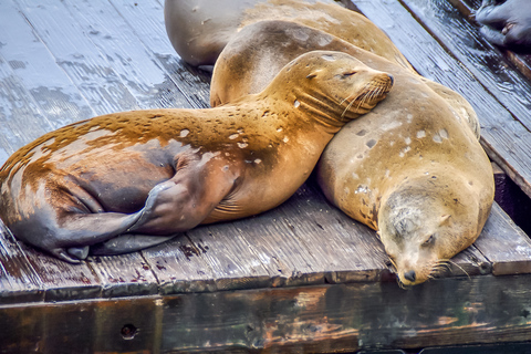 San Francisco: Alcatraz, Fisherman’s Wharf &amp; Optional ExtrasFisherman’s Wharf Tour with Alcatraz Ticket