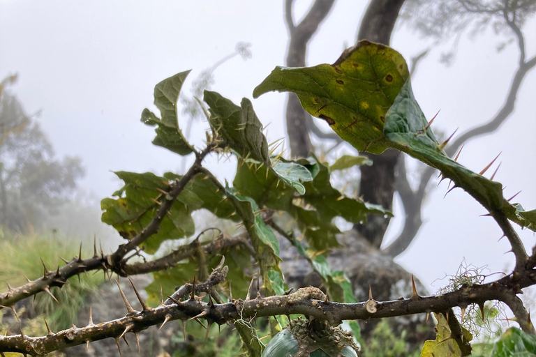 Simien Mountains: 4 Tage Trekking zum Simien Mountains ParkSimien Mountains: 4 Tage Trekking im Simien Mountains Nationalpark