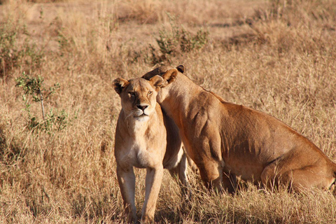 FOUR DAYS BUDGET CAMPING SAFARI