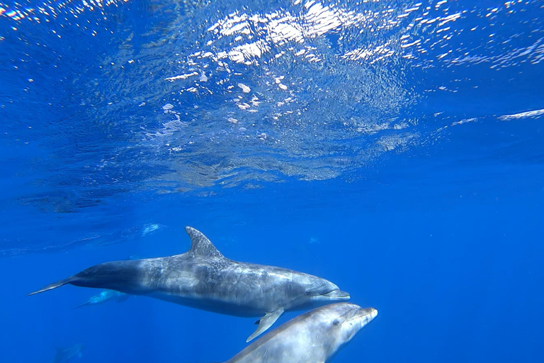 3-godzinna przygoda katamaranem na wodach wyspy Sal
