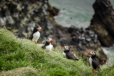 Reykjavik: South Coast Private Day Tour & a Polaroid Photo