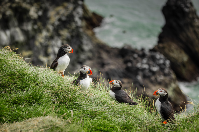 Reykjavik: South Coast Private Day Tour & a Polaroid Photo
