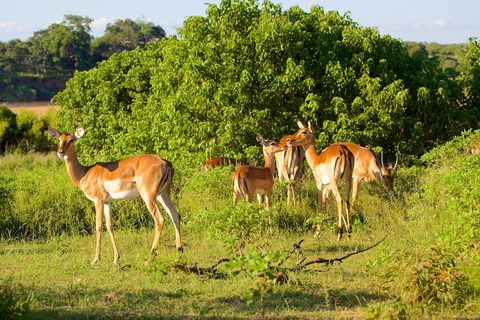 From Durban: Phinda Private Game Reserve Safari with Guide