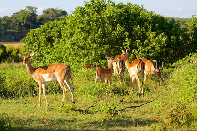 From Durban: Phinda Private Game Reserve Safari with Guide