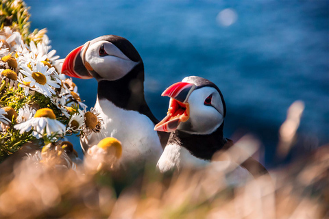 De Reykjavik: Excursão de Puffin e Vulcão nas Ilhas Westman