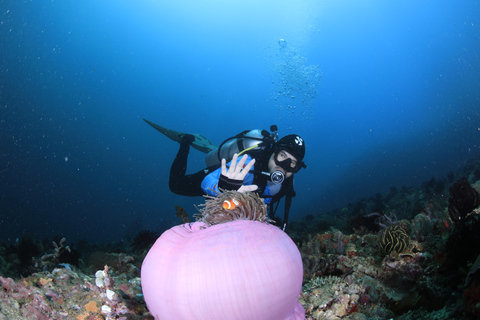 Bali/Nusa Penida: 3 Fun Dives to Manta Point, Mola & Reef Fun Dive with Hotel Transfer (3 Dives)