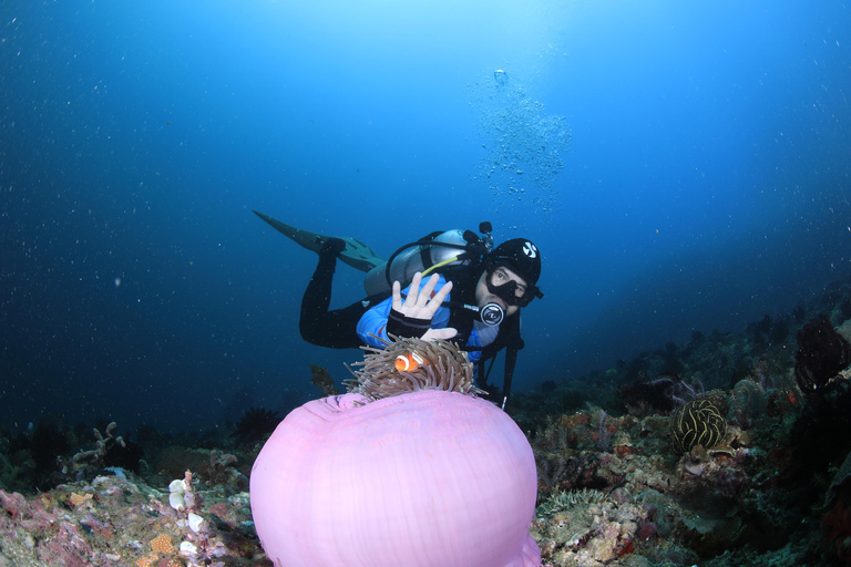 Bali/Nusa Penida: 3 Fun Dives to Manta Point, Mola & Reef Fun Dive with Hotel Transfer (3 Dives)