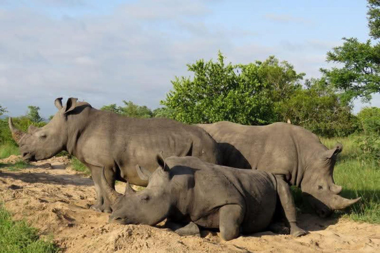 From Kasane: Victoria Falls and Rhino Encounter Day Trip