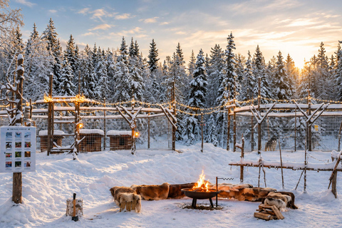 Rovaniemi: Meet Vasco Husky & Enjoy Sled Ride at Husky Farm ⭐ Winter Husky Adventure with Vasco | Jan 1 – Mar 31