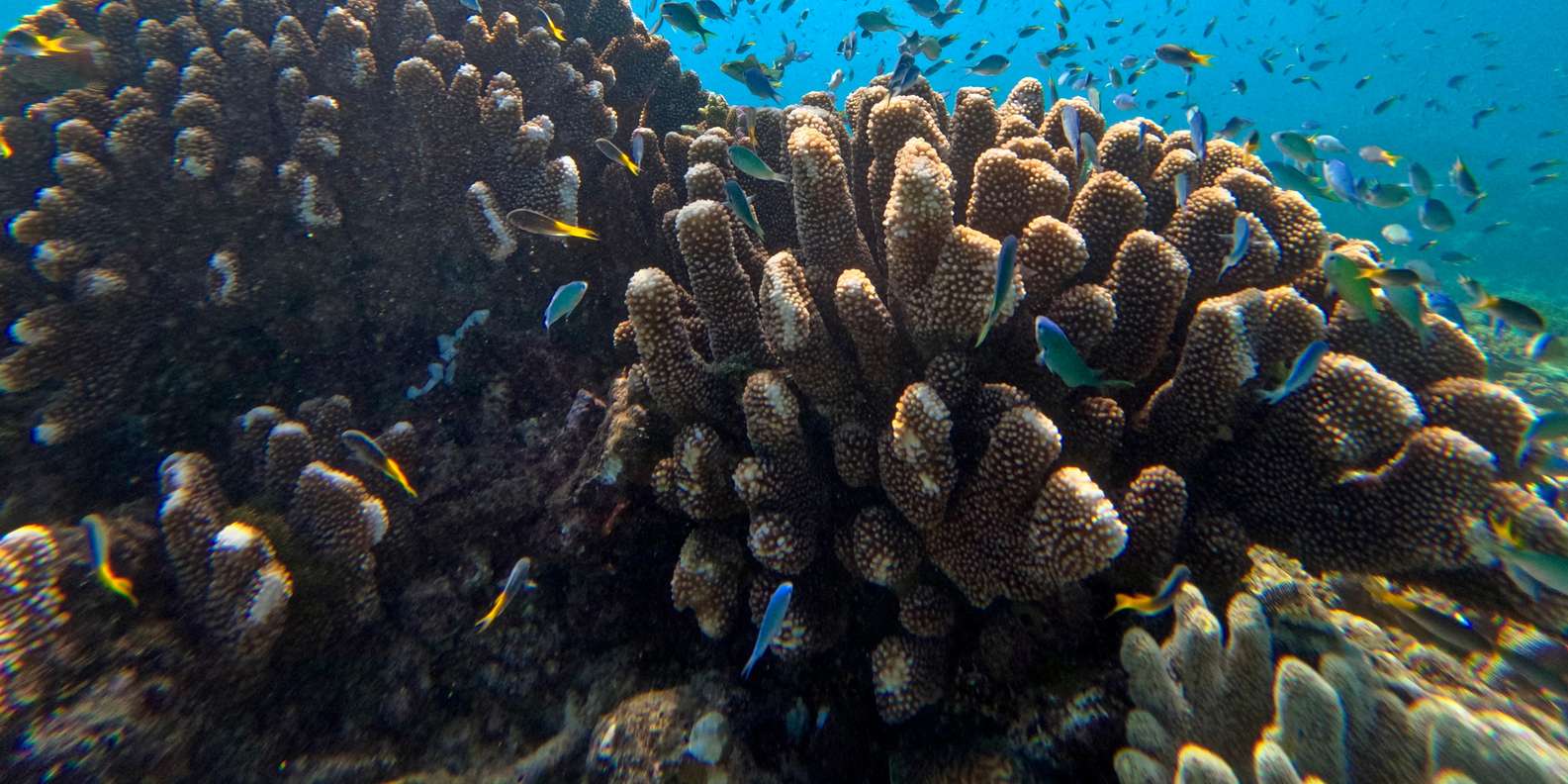 Cairns: Great Barrier Reef Half-Day Snorkelling Tour