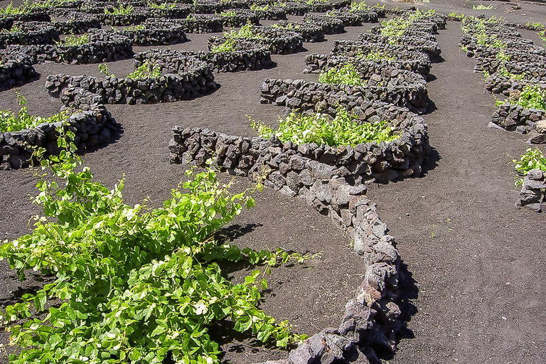 Vuurbergen in zuidelijk Lanzarote: halve dagtripLanzarote: halve dagtour zuidelijke kant (ES)