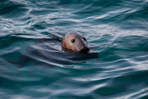 Tromsø: Orca and Whale Watching Heated Boat Trip Tromsø: Orca and Whale Watching comfort heated boat Trip