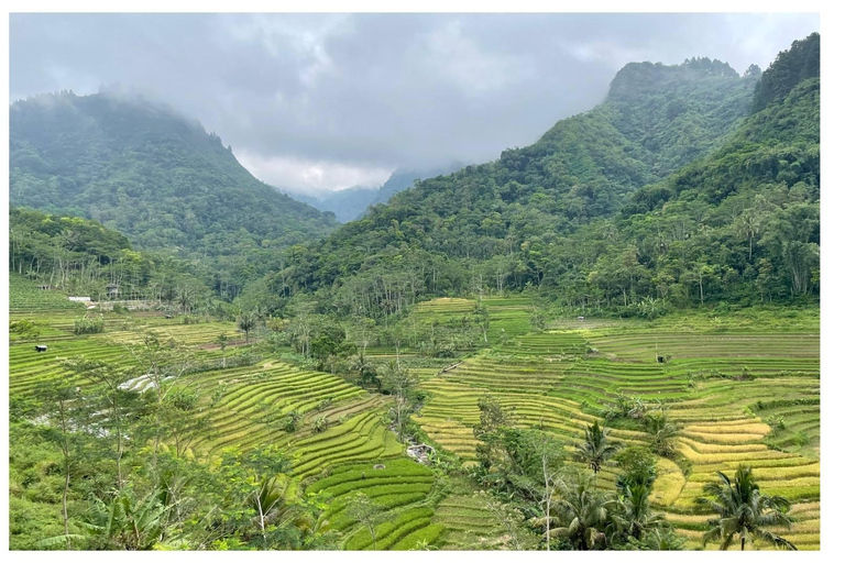 Rice Terraces Selogriyo Temple Private Tour