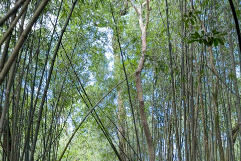 Tam Dao Private Day Tour With Misty Mountains, Cloud Views