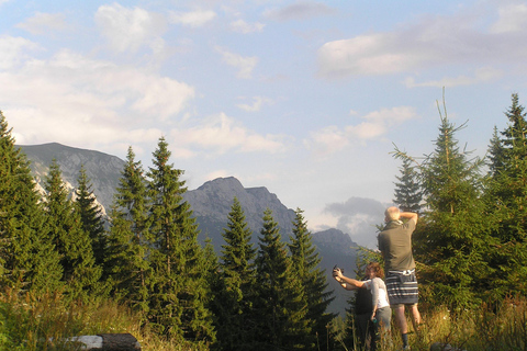 Carpathian Bear Watching Safari from Brasov