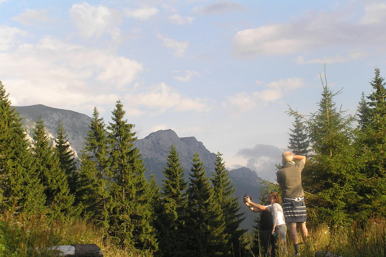 Carpathian Bear Watching Safari from Brasov