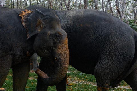 Experiencia de 1 hora en el Santuario de Elefantes de Khao Lak con EcoguíaTour guiado de 1 hora con recogida en el Hotel Khaolak