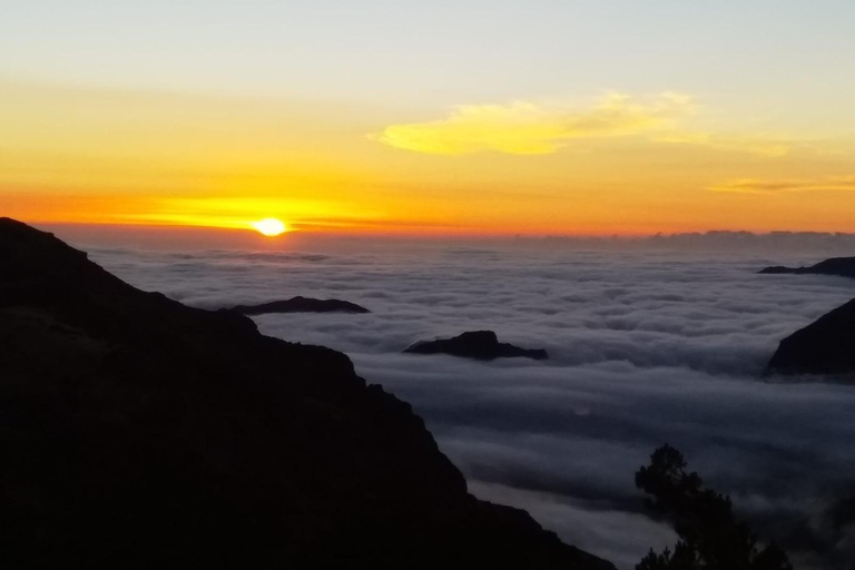 Madeira: Birdwatching - The Endemics