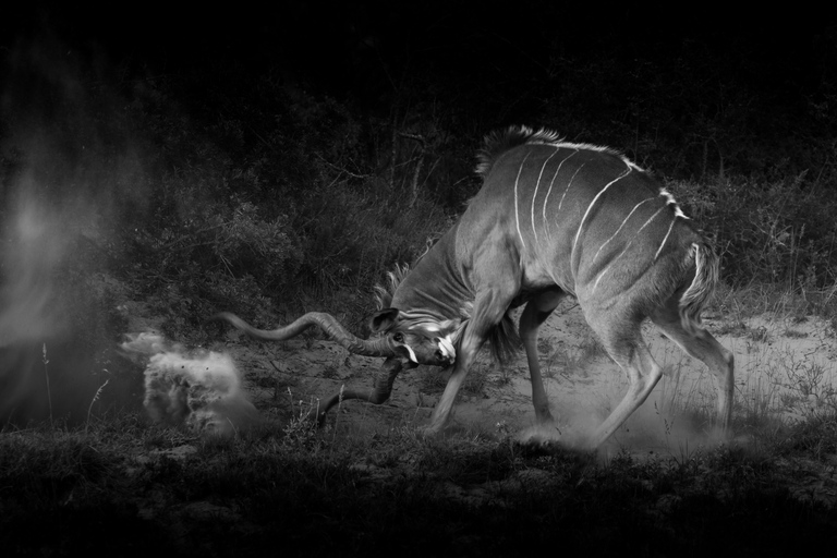 Addo Elephant National Park All Inclusive heldagssafariStandardtur