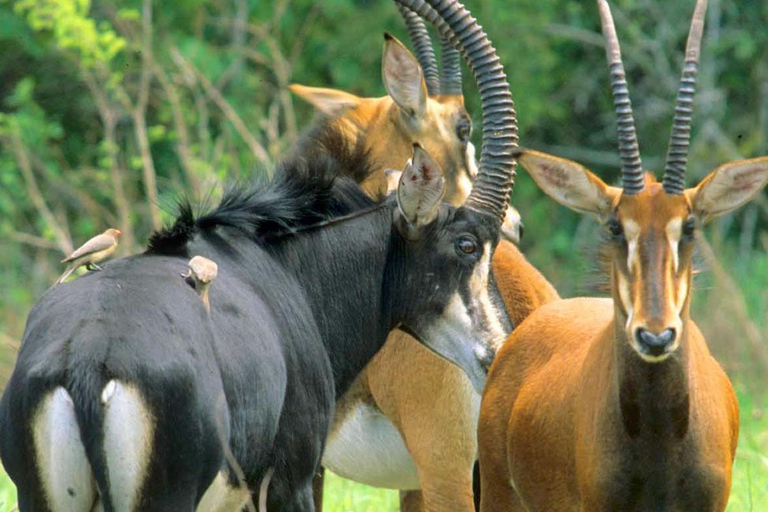 Visite d'une jounée des collines de Shimba avec le sentier naturel de Shifoga