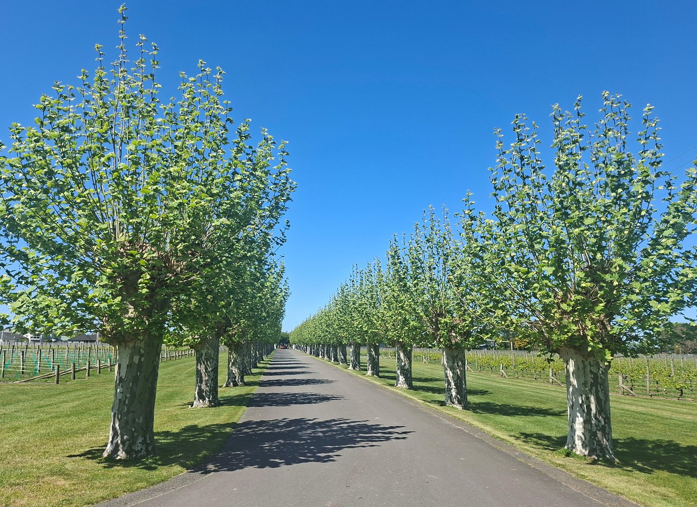 Napier: Gourmetfrokost og vinsmagning med gin