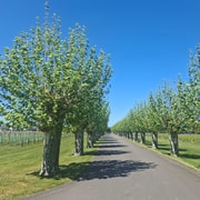 Napier: 3 Great Wineries, Gourmet Luncheon, & Tastings Napier: 3 Great Wineries, Gourmet Luncheon, & Tastings