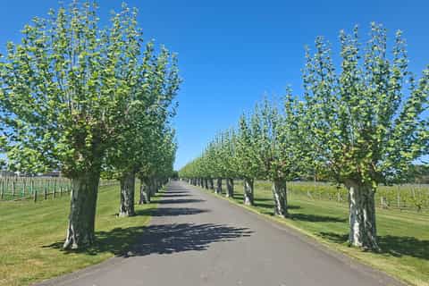 Napier: 3 Great Wineries, Gourmet Luncheon, & Tastings - Image 3