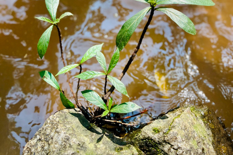 Chiang Mai 2-Day Adventure: Trekking, Tubing & Waterfalls 1-Night Jungle Stay - Trek, Tubing & Waterfall