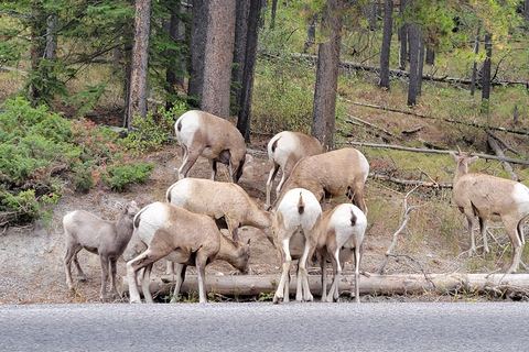 Z Calgary do Banff: wycieczka 1-dniowa z wizytą w schronisku dla psów wilczastychZ Calgary do Banff: wycieczka 1-dniowa z wizytą w rezerwacie wilków