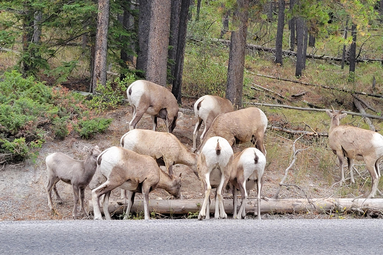 Z Calgary do Banff: wycieczka 1-dniowa z wizytą w schronisku dla psów wilczastychZ Calgary do Banff: wycieczka 1-dniowa z wizytą w rezerwacie wilków