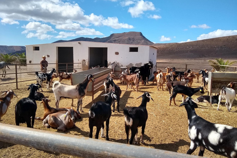 From Caleta de Fuste: Explore Rural Fuerteventura Tour