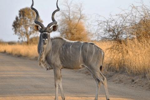 Joanesburgo: Safari de 2 dias no Kruger Big 5 Luxury Lodge Fly-InJoanesburgo: safári de 2 dias no Kruger Big 5 Luxury Lodge Fly-In