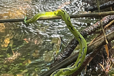4 Hour Sinharaja Rainforest Tour