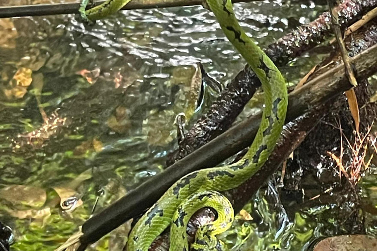 4 Hour Sinharaja Rainforest Tour