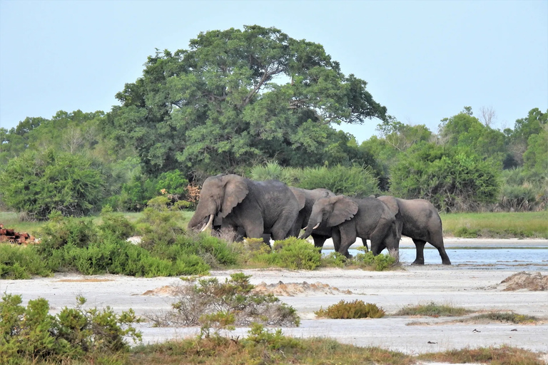Dar es Salaam: safari w Parku Narodowym SaadaniDar es Salaam: Safari w Parku Narodowym Saadani