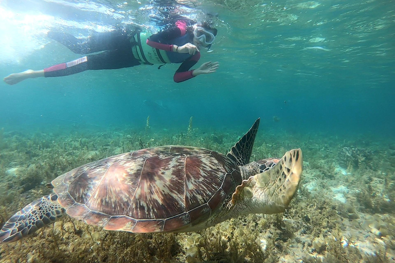 Cebú: avistamiento de tiburones ballena, cataratas Kawasan y snorkel