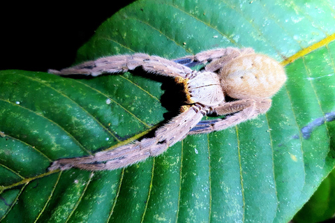 Khao Sok: Half-Day & Night Wildlife Trek and Jungle Dinner Option 6: Half-Day & Night Trek with Dinner From Khao Lak