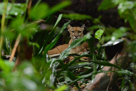 Uvita: Caño Island &amp; Corcovado National Park Combo Tour