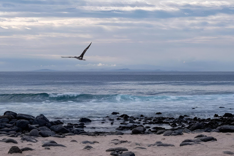 BEST BIRDWATCHING &amp; SNORKELING TOUR AT NORTH SEYMOUR ISLAND