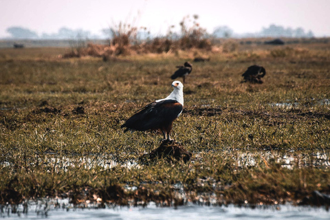 Chobe River Private 3 Hour Boat Safari