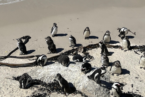 A melhor experiência no Cabo da Boa Esperança