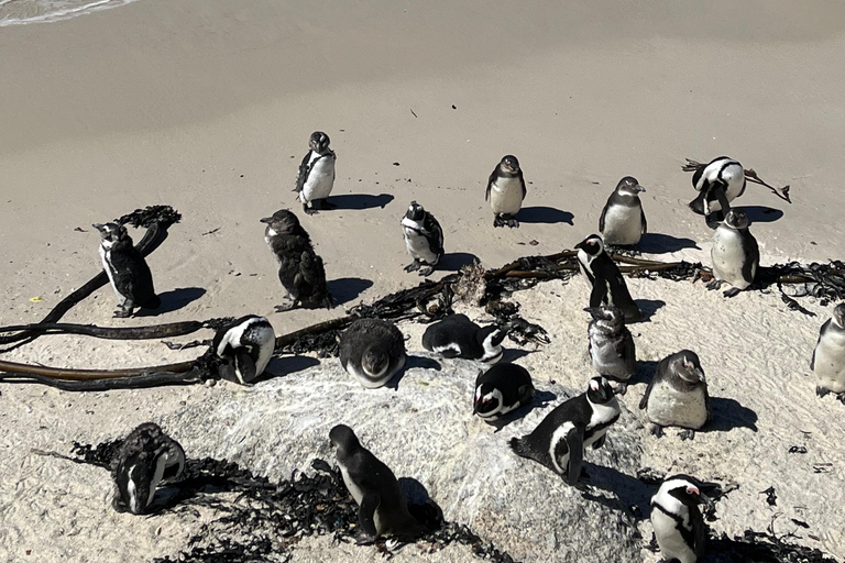 A melhor experiência no Cabo da Boa Esperança