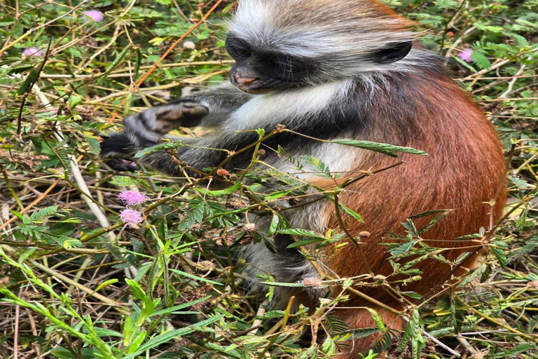 Zanzibar: Wycieczka po lesie Jozani i farmie przypraw z lunchem